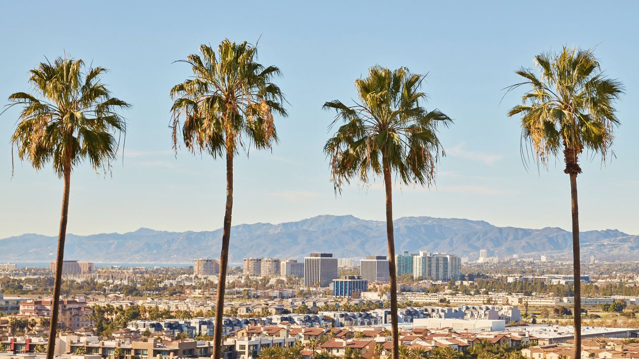 Four palms trees in the foreground, halfway up, in a row, with the Los Angeles cityscape and a blue sky in the background.